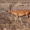 Impala - Aepyceros melampus o5078